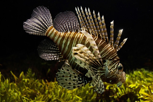 Fiskefilosofi: Skab balance i krydsordet med ferskvandsvenner